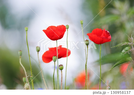 Scenic view of bright red blossoming poppy corn flowers on beautiful green wildflower grassland meadow at warm sunny sunrise or sunset morning light. Scenic nature biodiversity wild floral background 130958137