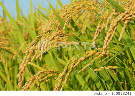実った稲穂 130958241