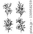 Vector set of hand drawn lily flowers line art. Good for postcards, invitations, greeting cards 130958259