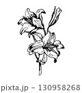 Vector of hand drawn lily flowers. Good for postcards, invitations, greeting cards 130958268