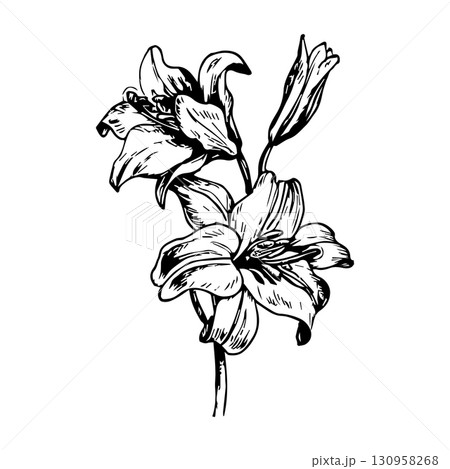 Vector of hand drawn lily flowers. Good for postcards, invitations, greeting cards 130958268