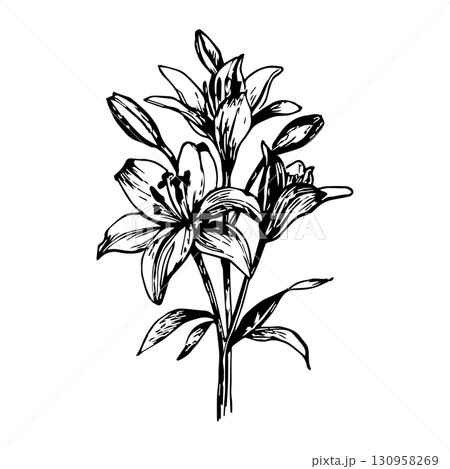 Vector of hand drawn lily flowers. Good for postcards, invitations, greeting cards 130958269