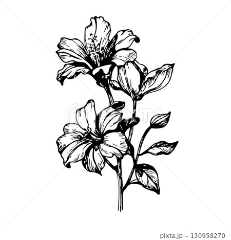 Vector of hand drawn lily flowers. Good for postcards, invitations, greeting cards 130958270