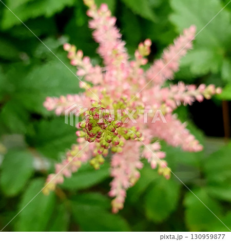 Delicate pink astilbe flower blooming in the garden, surrounded by lush green foliage. Beautiful feathery inflorescence captured in summer, perfect for botanical, floral, and nature inspired design Delicate pink astilbe flower blooming in the garden, surrounded by lush green foliage. Beautiful feathery inflorescence captured in summer, perfect for botanical, floral, and nature inspired design 130959877