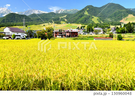 白馬つがいけマウンテンリゾート(栂池高原スキー場)周辺を望む(長野県小谷村)【2025.9】 130960048