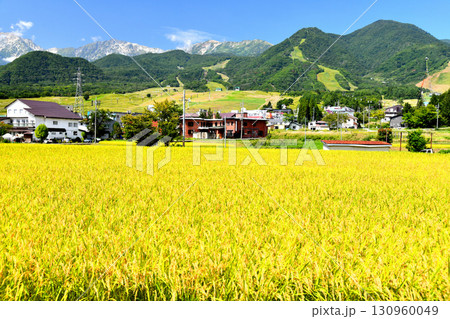 白馬つがいけマウンテンリゾート(栂池高原スキー場)周辺を望む(長野県小谷村)【2025.9】 130960049