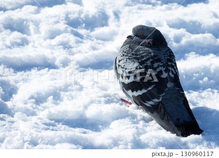 雪の上で寒そうにしている鳩 雪の上で寒そうにしている鳩 130960117