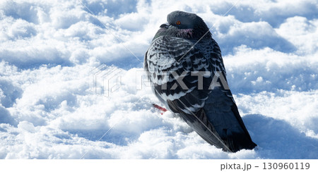 雪の上で寒そうにしている鳩 130960119
