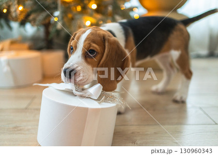 Funny cute puppy dog beagle with gift box playing near Christmas tree at home indoor. Preparation for holiday. Pet dog resting at home with Christmas decorations. Happy Merry Christmas concept 130960343