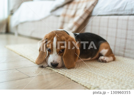 Funny portrait cute puppy dog beagle indoor. Pet dog resting at home. Puppy dog indoors in domestic room. Funny emotional dog having playful mood. Love for pets friendship companion pet care 130960355
