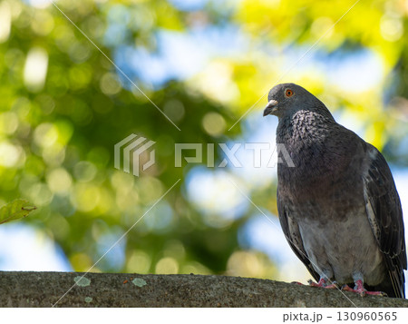木に止まる鳩 130960565