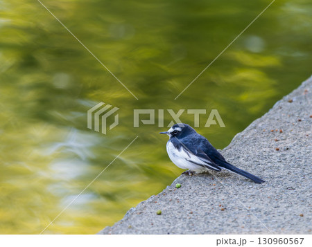 川辺のセグロセキレイ 130960567