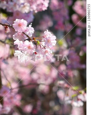 八重桜 130960755