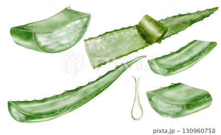 Aloe vera watercolor big set. Green leaf of the plant on a white background. Clip art botanical. Ideal for packaging cosmetics, posters of cosmetic clinics. Botanical succulent aloe. Aloe vera watercolor big set. Green leaf of the plant on a white background. Clip art botanical. Ideal for packaging cosmetics, posters of cosmetic clinics. Botanical succulent aloe. 130960758