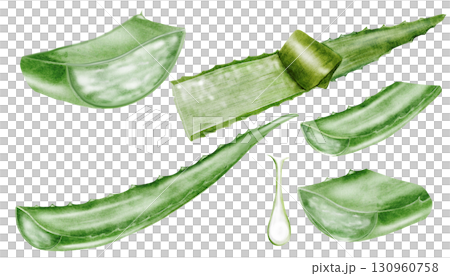 Aloe vera watercolor big set. Green leaf of the plant on a white background. Clip art botanical. Ideal for packaging cosmetics, posters of cosmetic clinics. Botanical succulent aloe. 130960758