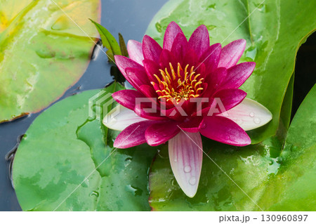 Beautiful water lily blooming on serene pond surface 130960897
