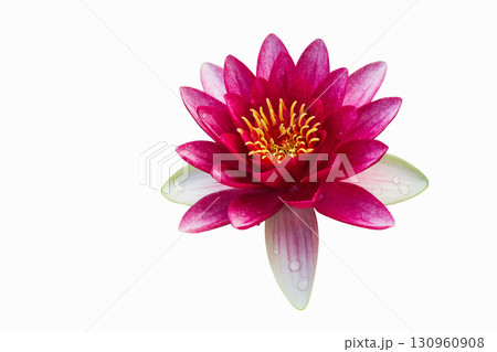 Vibrant pink flower blooms elegantly in serene setting under soft light. Isolated on white. Vibrant pink flower blooms elegantly in serene setting under soft light. Isolated on white. 130960908