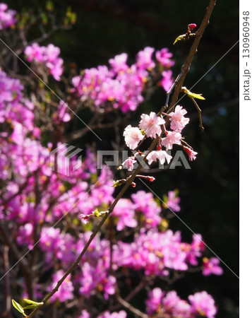 八重桜 八重桜 130960948