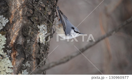 木に止まるゴジュウカラ 130960977