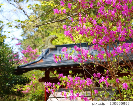 お寺とミツバツツジ 130960995