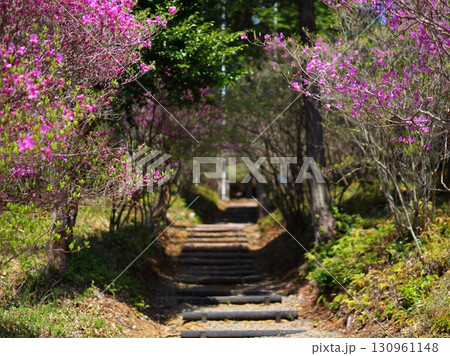 ミツバツツジ 130961148