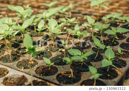 Young green seedlings growing in a seed tray filled with rich soil, showcasing vibrant leaves and healthy growth, representing the beginning of a flourishing garden or agricultural project Young green seedlings growing in a seed tray filled with rich soil, showcasing vibrant leaves and healthy growth, representing the beginning of a flourishing garden or agricultural project 130961522