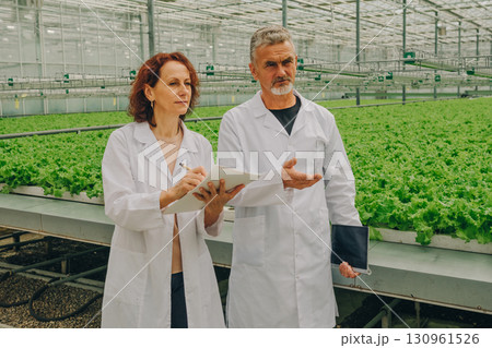 Two agricultural scientists in lab coats discussing research findings in greenhouse filled with vibrant green lettuce, showcasing modern farming techniques and collaborative innovation in agriculture 130961526