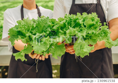 Freshly harvested green lettuce held by two individuals in black aprons, showcasing vibrant leaves and roots, emphasizing sustainable farming practices and healthy eating lifestyle choices 130961538