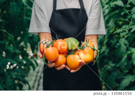 Individual holding a vibrant assortment of freshly harvested tomatoes in hands, surrounded by lush green foliage in a greenhouse, showcasing the beauty of organic gardening and sustainable agriculture Individual holding a vibrant assortment of freshly harvested tomatoes in hands, surrounded by lush green foliage in a greenhouse, showcasing the beauty of organic gardening and sustainable agriculture 130961550