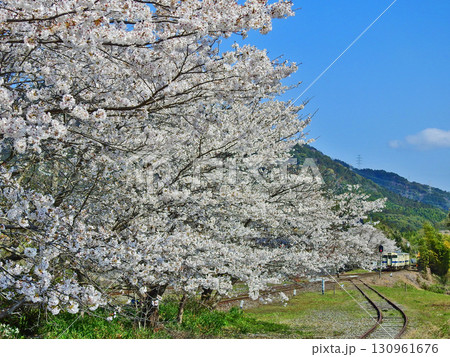 福岡県田川郡のJR九州日田彦山線採銅所駅から桜と列車 130961676