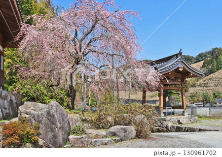 福岡県朝倉市東峰村にある日蓮宗妙隆寺の枝垂れ桜 福岡県朝倉市東峰村にある日蓮宗妙隆寺の枝垂れ桜 130961702