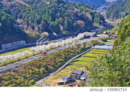 福岡県東峰村筑前岩屋駅付近の桜並木を走るBRTのバス 130961714