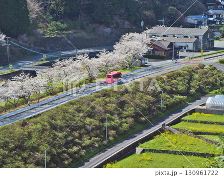 福岡県東峰村の筑前岩屋付近の桜並木を走るBRTひこぼしラインのバス 130961722