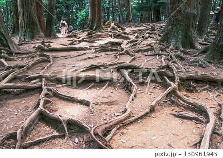 【#京都】鞍馬寺の木の根道 【#京都】鞍馬寺の木の根道 130961945