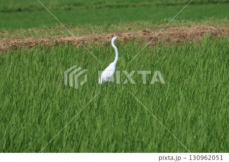 水田の緑の中で一際目立つシラサギ 130962051