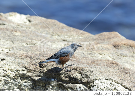 イソヒヨドリ 130962128