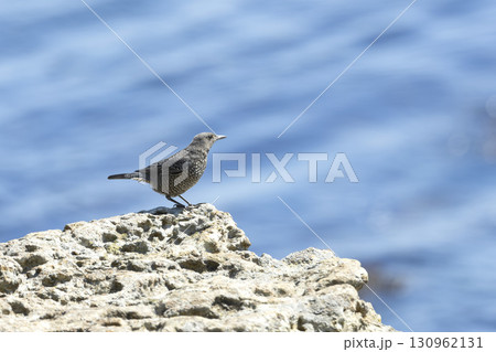 イソヒヨドリ 130962131