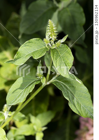 イノコヅチ 130962134