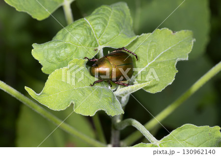 アオドウガネ アオドウガネ 130962140