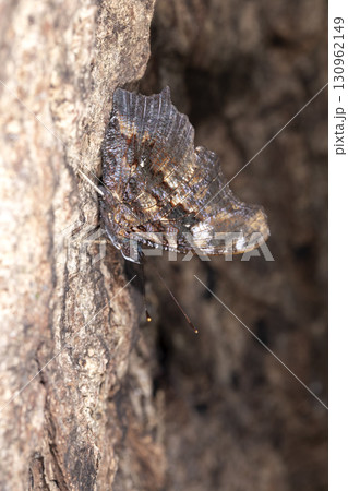 ルリタテハ 130962149