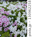 花壇に植えられた紫色のパンジー 130962258