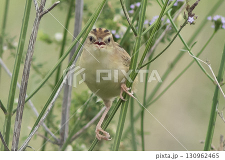 草原のセッカ 130962465