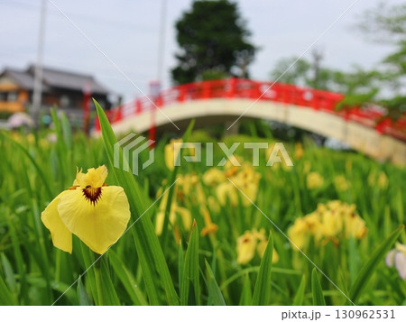 菖蒲園の花菖蒲 130962531