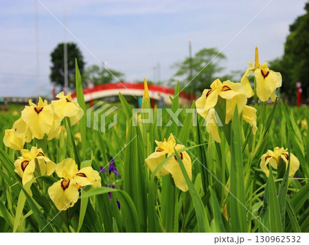 菖蒲園の花菖蒲 130962532