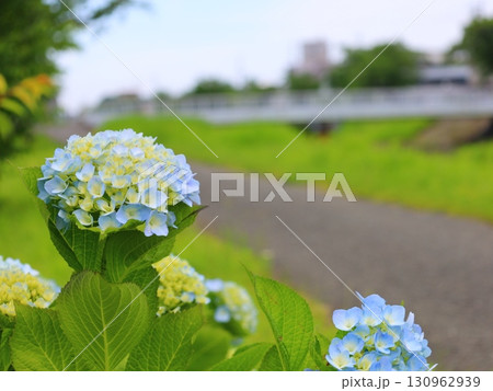 アジサイ 130962939