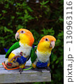 シロハラインコ 130963116