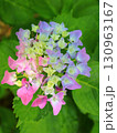虹色の紫陽花 130963167