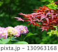 紫陽花 130963168