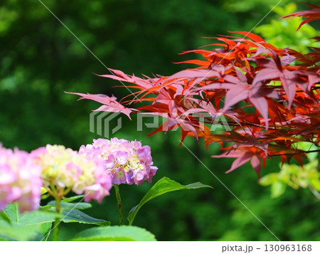 紫陽花 130963168