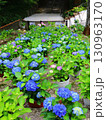 紫陽花 130963170